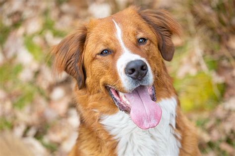 labernard|Labernard (St. Bernard Lab Mixed Dog Breed) Info, Pictures ...